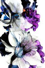 Black Iris Fancy