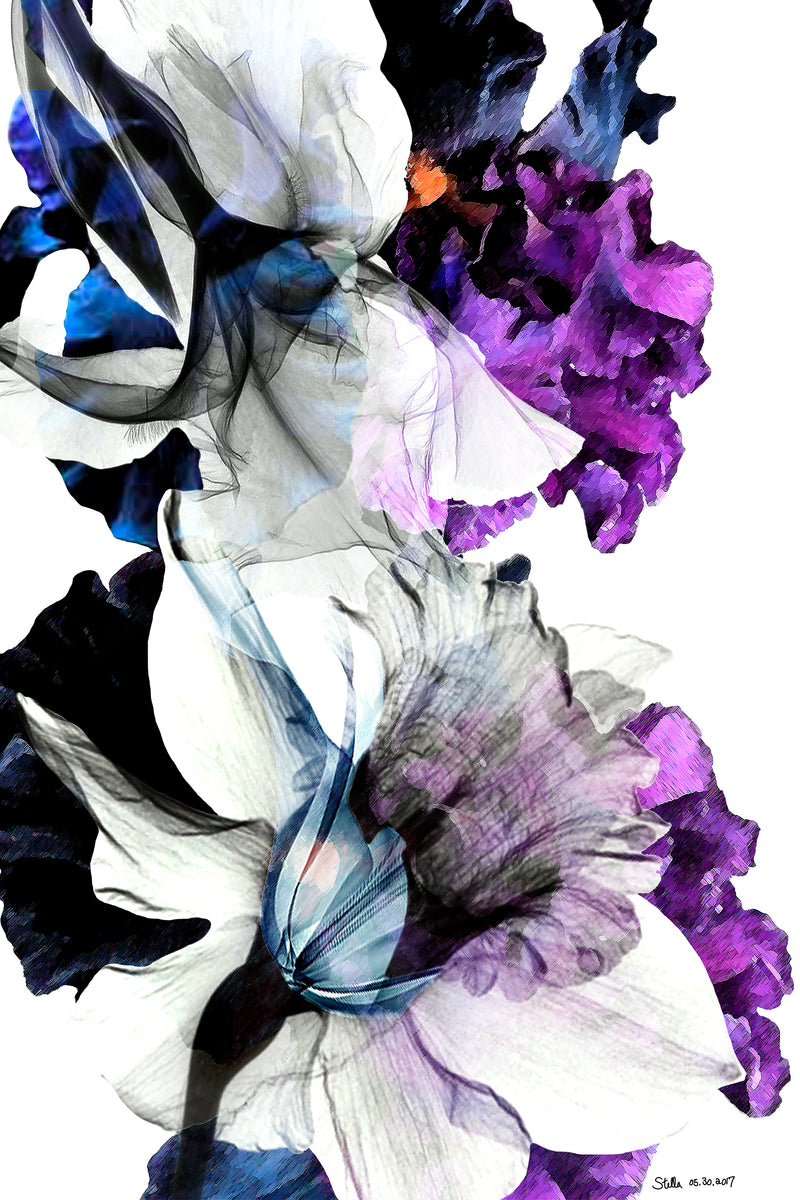 Black Iris Fancy