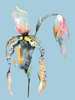 Orchid, Deconstructed